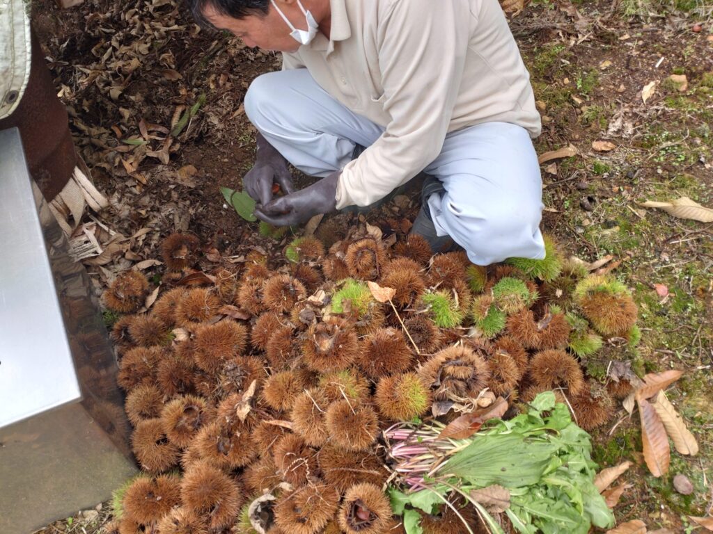 栗拾い